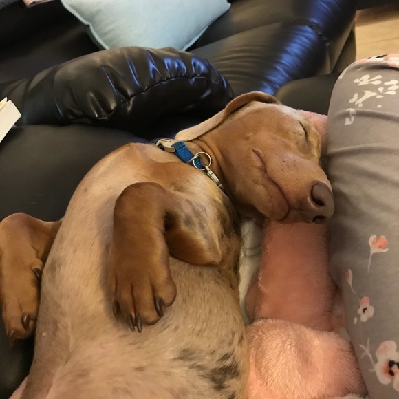 Meet your Posher, Anna - Picture 1 of 1